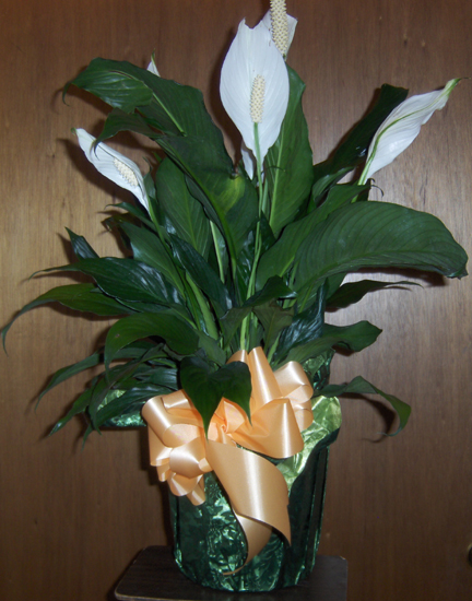 Flowers from Staff of the 73