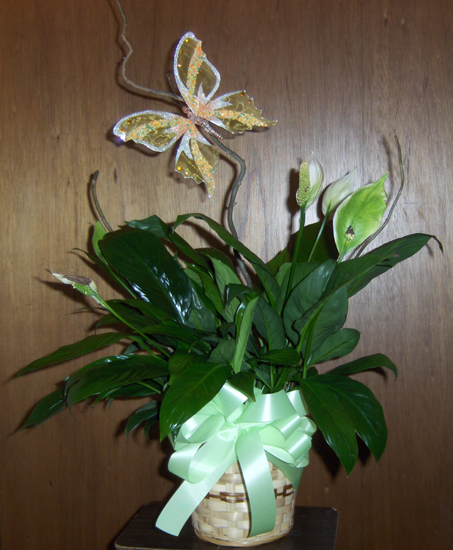 Flowers from Slade, Britni and Boys