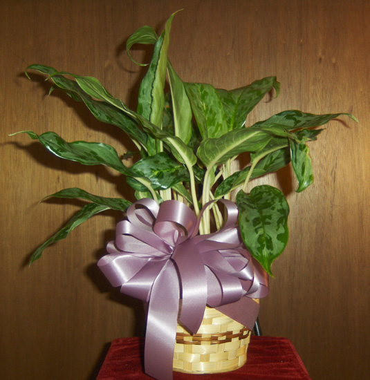 Flowers from The Doolittle's