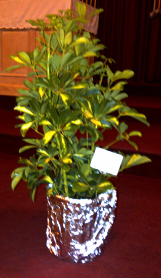 Flowers from The Gillaspie's