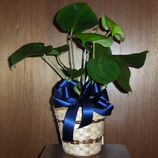 Flowers from Sanden, Elaine, Regan, Thane and Athena
