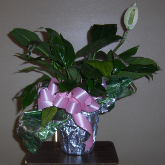 Flowers from Tom & Shelia Trask and Family