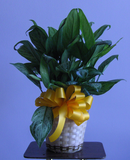 Flowers from Carl & Linda Stotts and Family