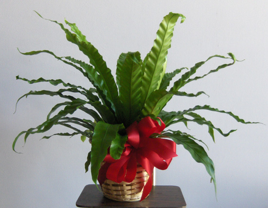 Flowers from Staff of South Dakota Housing