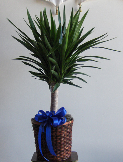 Flowers from Schaffer Law Office
