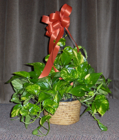 Flowers from Greg & Cristi Ferguson