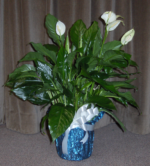 Flowers from Viola Boulthouse, Mike & Evalou Lightenberg