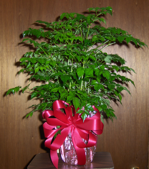 Flowers from Deb, DonaLynn, Roxie and Genie