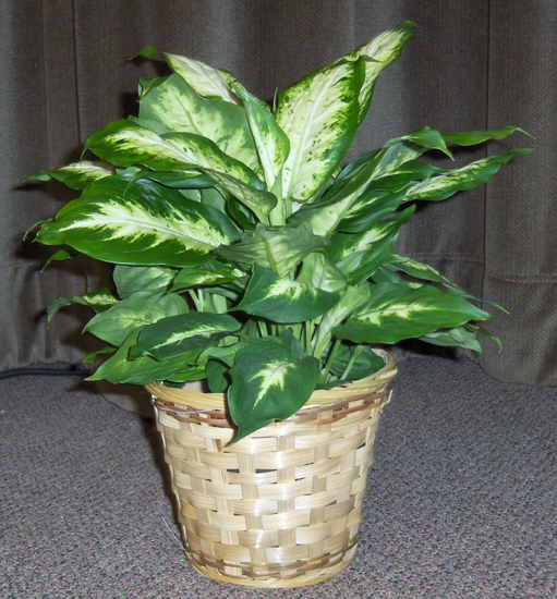 Flowers from Roy & Theresa Miller