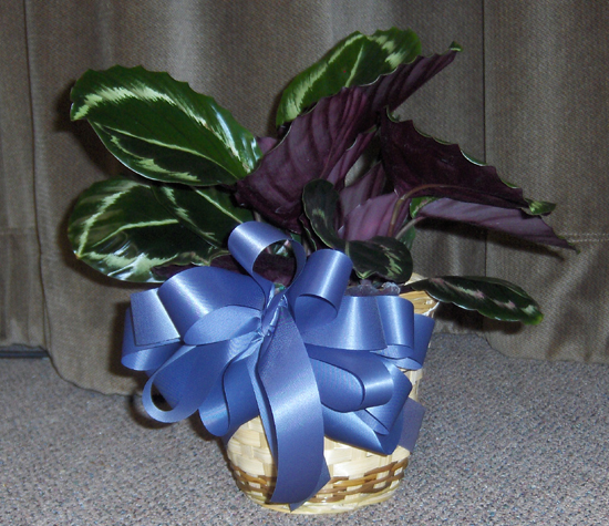 Flowers from Aaron, LaDona, Misty, Sam, Jace, Eryka and Addie