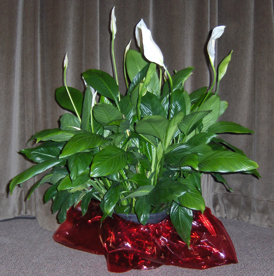 Flowers from Slovek Family