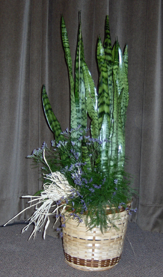 Flowers from The Baldwin Family -  Norvan and Diane