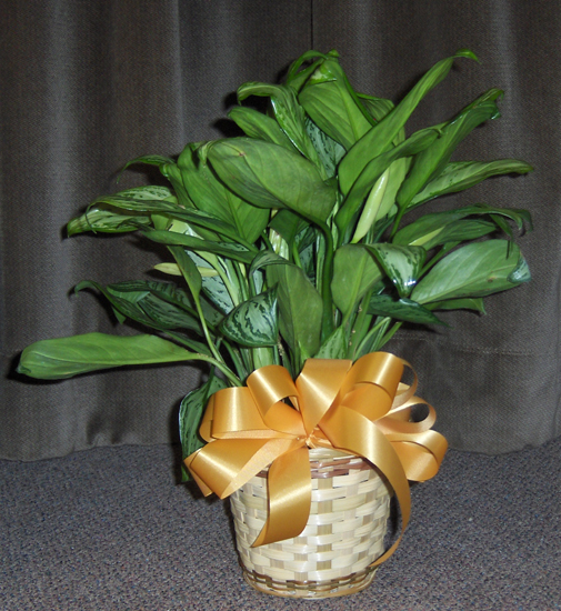 Flowers from Morrison's Pit Stop - Dale & Tami Morrison and Families