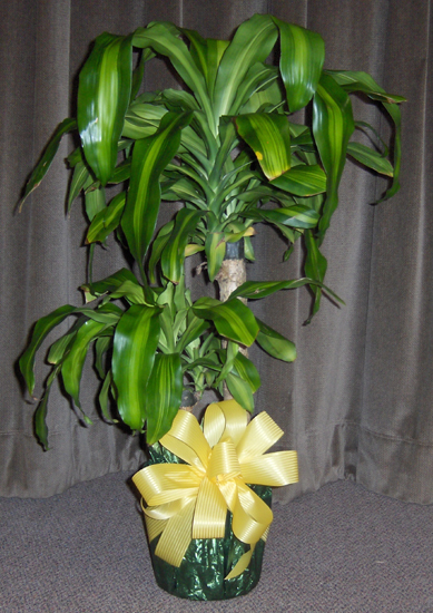 Flowers from Zane & Beth, Brad & Amber, Matt and Murdock