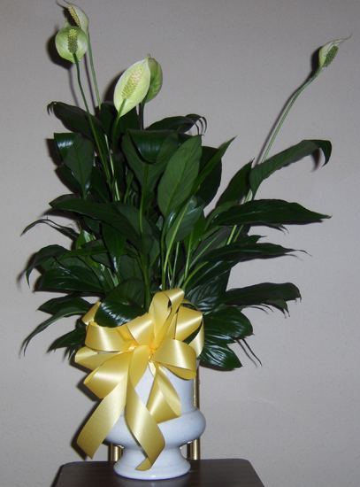 Flowers from Bob & Betty Hayford's "God's Amazing Grace" Sunday School Class at South Canyon Baptist Church