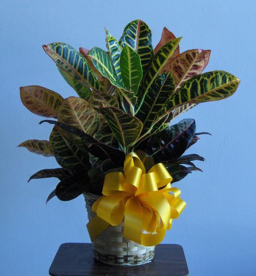 Flowers from Bonesteel High School Class of 1980