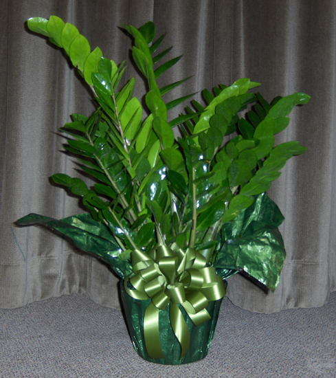 Flowers from Rock & Roll Lanes - Digger and Dorothy