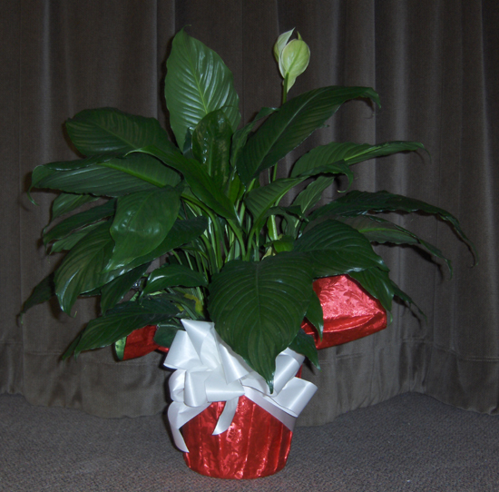 Flowers from Schmiesing Family