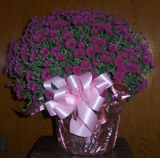 Flowers from Tim, Tina and Daniel Brook