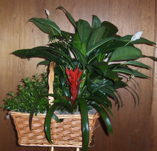 Flowers from TThe Haynes Family - Beryl, Lynette, Audrey, Loren, Doreen and Sarah
