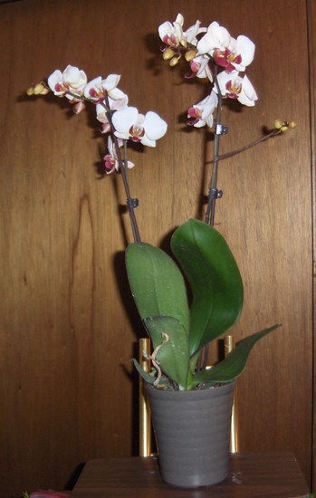 Flowers from WFAF Management and Staff