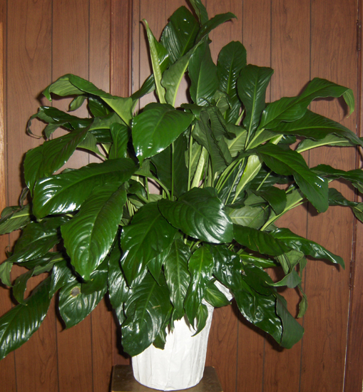 Flowers from Mark & Charlotte and Family, Colleen & Family, Marcella Svenson