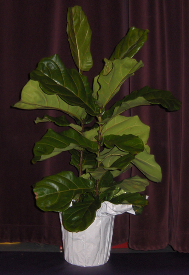 Flowers from Terrell, Yeik & Sedman Families