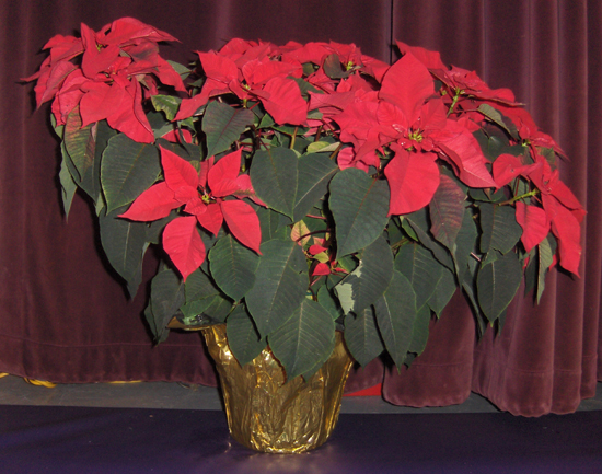Flowers from American Bank and Trust