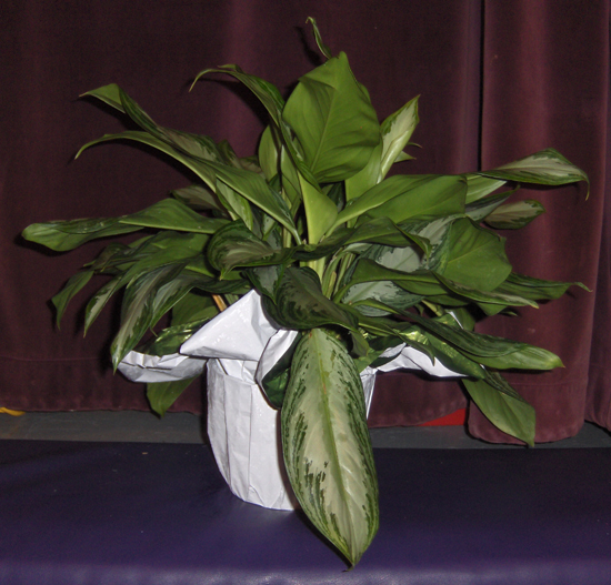 Flowers from Travis & Nicole, Tate & Maggie and Tilden and Ty