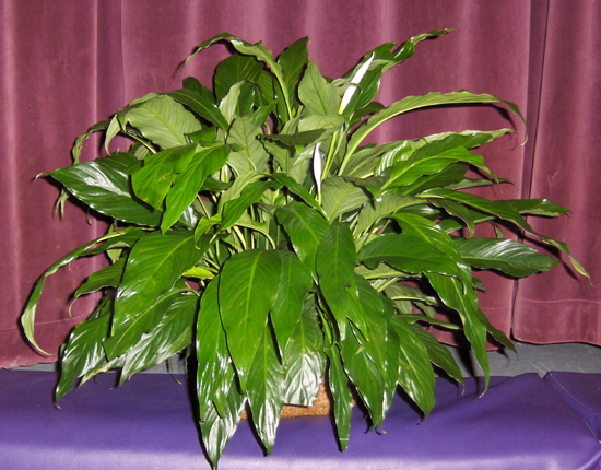 Flowers from The Area Buckaroos