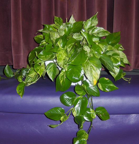 Flowers from Sauntee & Heidi Coller and Family
