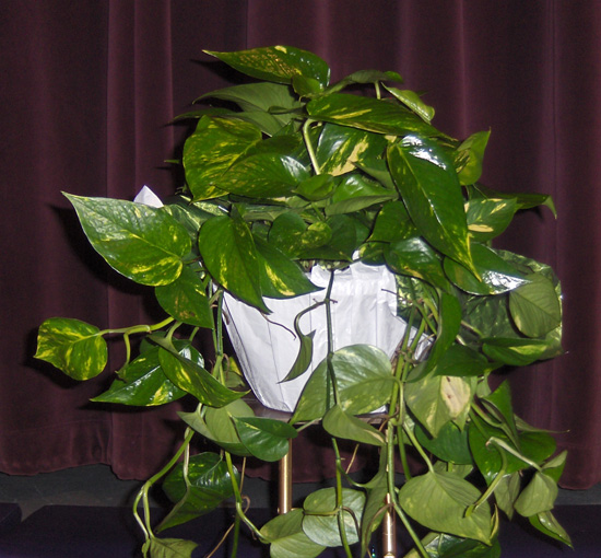 Flowers from Crew Agency