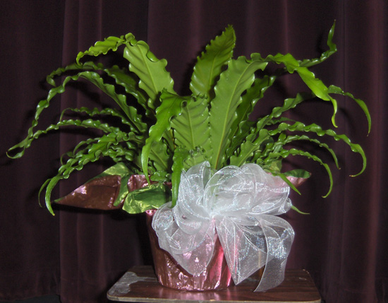 Flowers from Cory, Carter and Conner