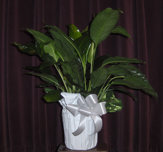 Flowers from Jim & Debbie Antonsen and Family