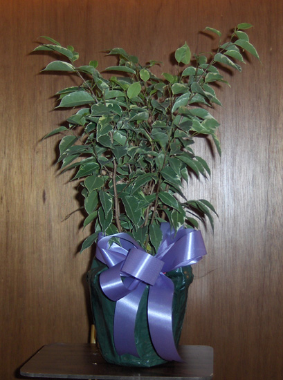 Flowers from Community Betterment