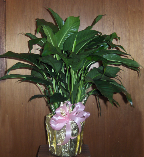Flowers from Philip Nursing Home Residents and Staff