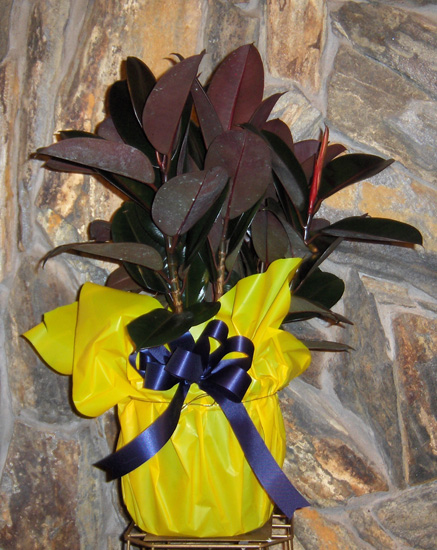 Flowers from Brennan & Vicki, John and Brett