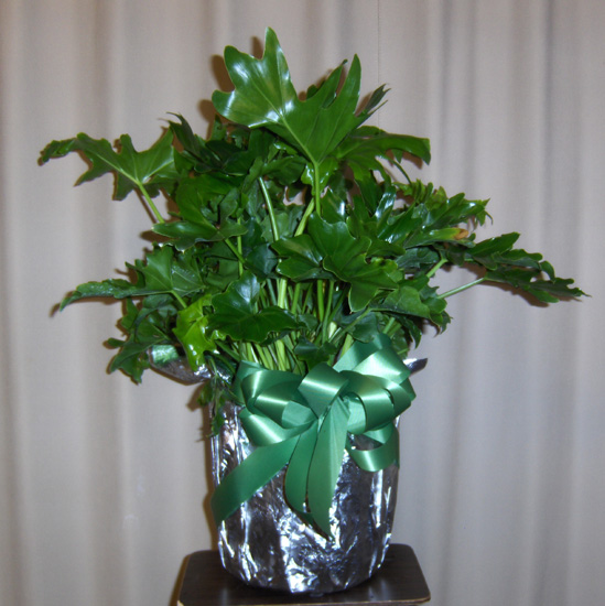 Flowers from Grant & Susan Patterson and Family