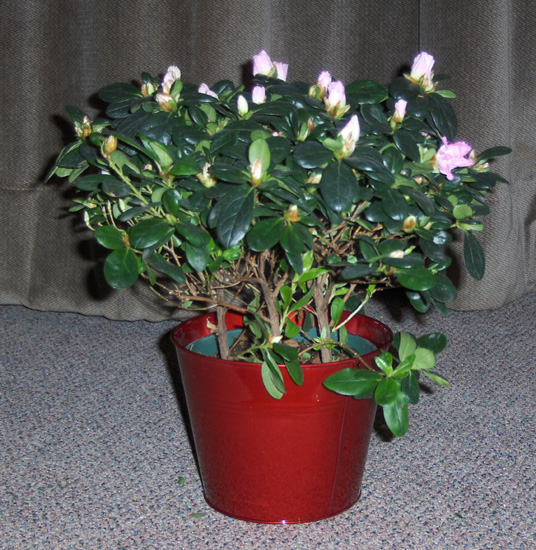 Flowers from Mark & Judith, Tanner & Bailey Radway