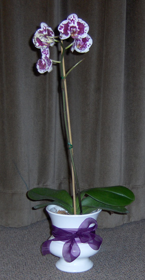 Flowers from Ross & Katie, Jen & Ryan, Tom & Shauna, Jordon & Kenra, Cory & Jen