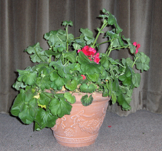 Flowers from Mary Lewis