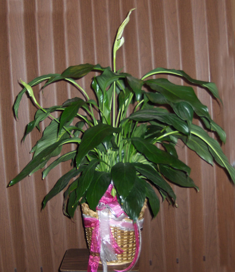 Flowers from Friends at the Family Thrift Express