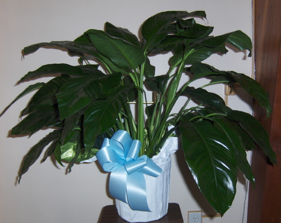 Flowers from Discount Fuel and Kadoka Oil - Mark, Tammy and Employees