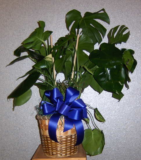 Flowers from All the Namkens