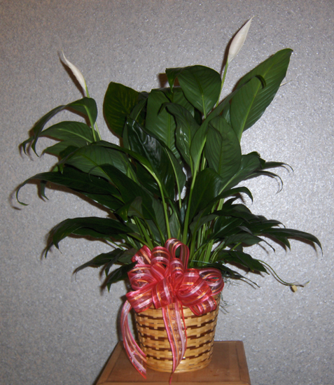 Flowers from Staff and Residents at Meadowbrook Golden Living
