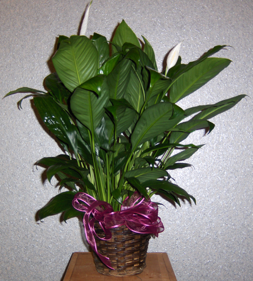 Flowers from Misty & Samuel Swanson