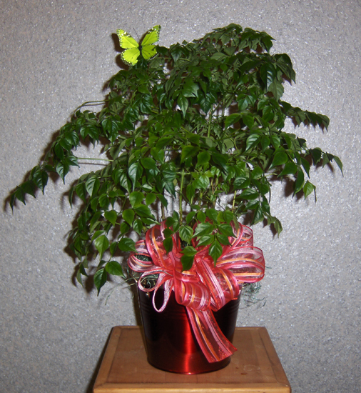 Flowers from Carol & Don Bradeen and Family