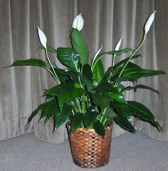 Flowers from Owyhee County Sheriff's Department - Murphy, Idaho