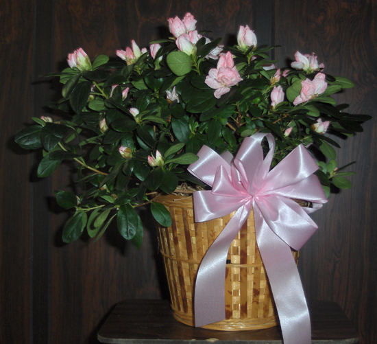 Flowers from Irma, Mark and Dave