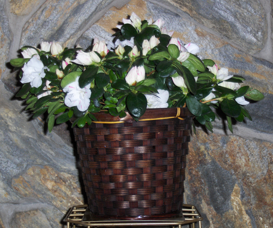 Flowers from Susanne Elenbaum - Jensen